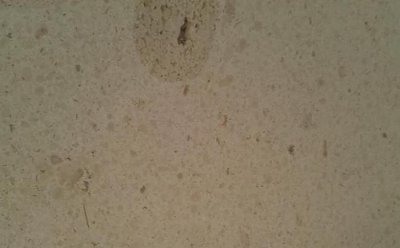 �����ѧߧ�ܧڧ� �ҧ֧ݧ��� ��֧��ѧߧڧ�